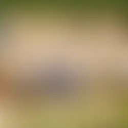 CSA se reapresenta no CT Gustavo Paiva após amistoso e ajusta últimos detalhes