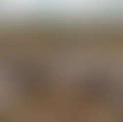 Mais de 20 vacas morrem eletrocutadas após queda de fio de alta tensão em Batalha