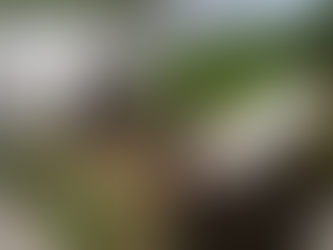 Homem morre após caminhão cair de ponte e ficar parcialmente submerso em Jaramataia