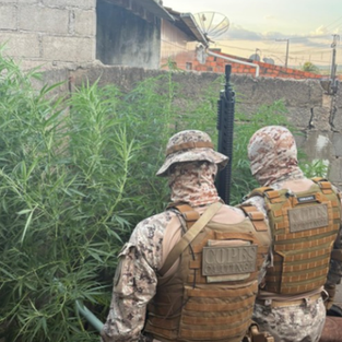 Polícia Militar flagra plantio de maconha em Canapi