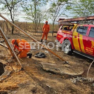 Vaca cai em fossa na zona rural e é resgatada pelos bombeiros em Girau do Ponciano