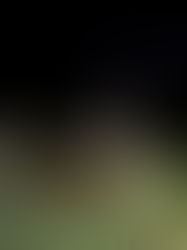 Colisão com animal é registrada na AL-145 e deixa prejuízos materiais em Água Branca