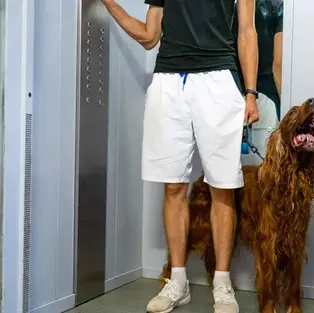 Senado aprova guarda compartilhada de pets para casais separados