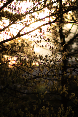 Austin_Project 4-5.tif