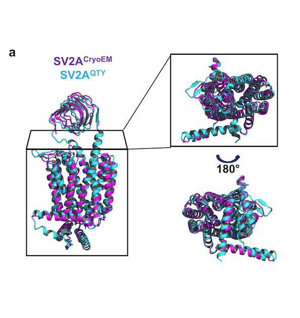 Engineering Water-Soluble Synaptic Vesicle Proteins