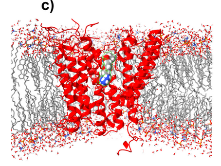In Silico Directed Evolution: Engineering Humanized Peptide Transporters