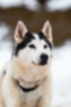 Portrait de Taïga dans la neige