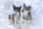 Portrait de Umi à gauche dans la neige