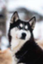 Portrait de Toundra dans la neige