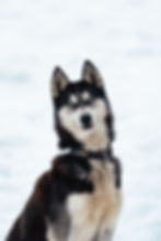 Portrait de Toundra dans la neige