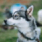 Portrait de Stark