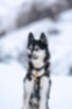 Portrait de Leïca dans la neige