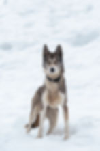 Portrait de Umi dans la neige
