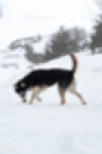 Portrait de Toundra dans la neige
