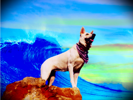 Timberlane spotlight: service dog heroes benefit events