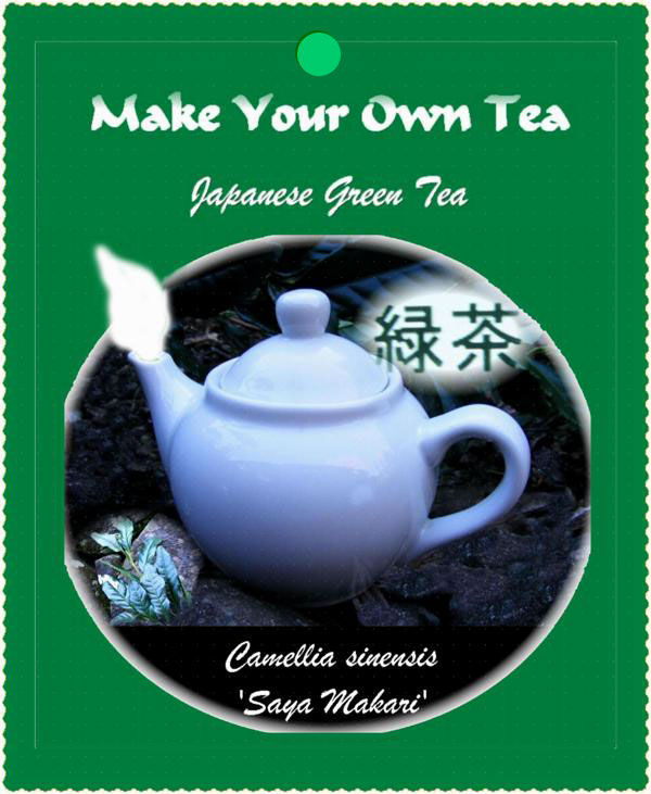 Thumbnail: Camellia sinensis 'Sayamakari'