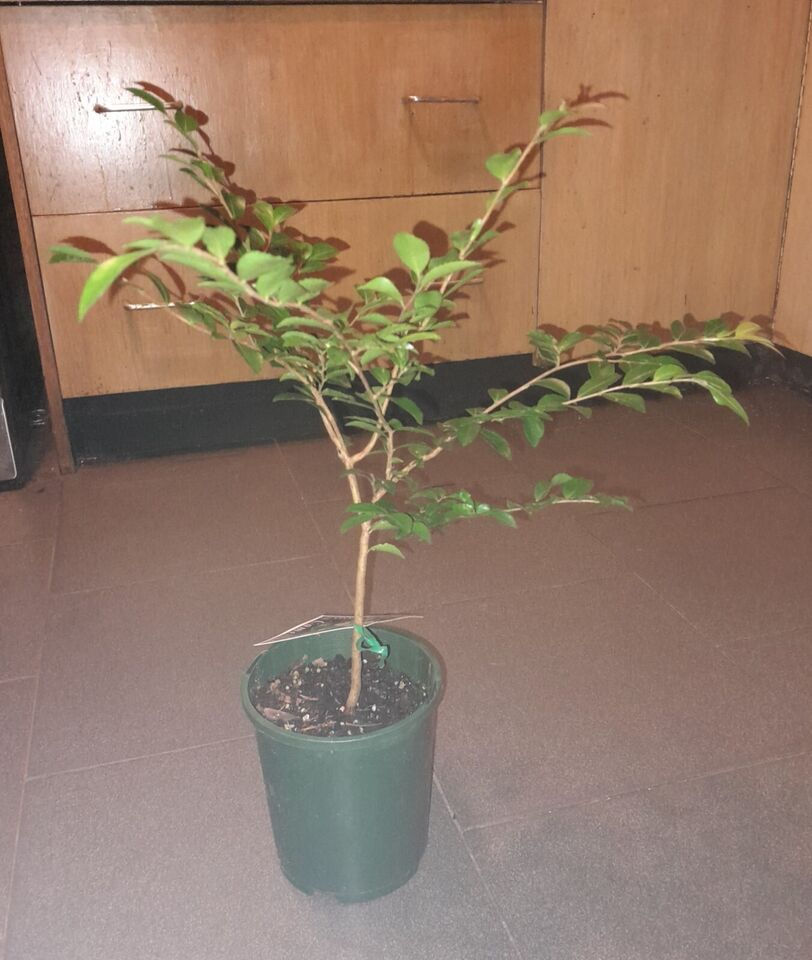Thumbnail: Camellia transnokoensis (RARE species)