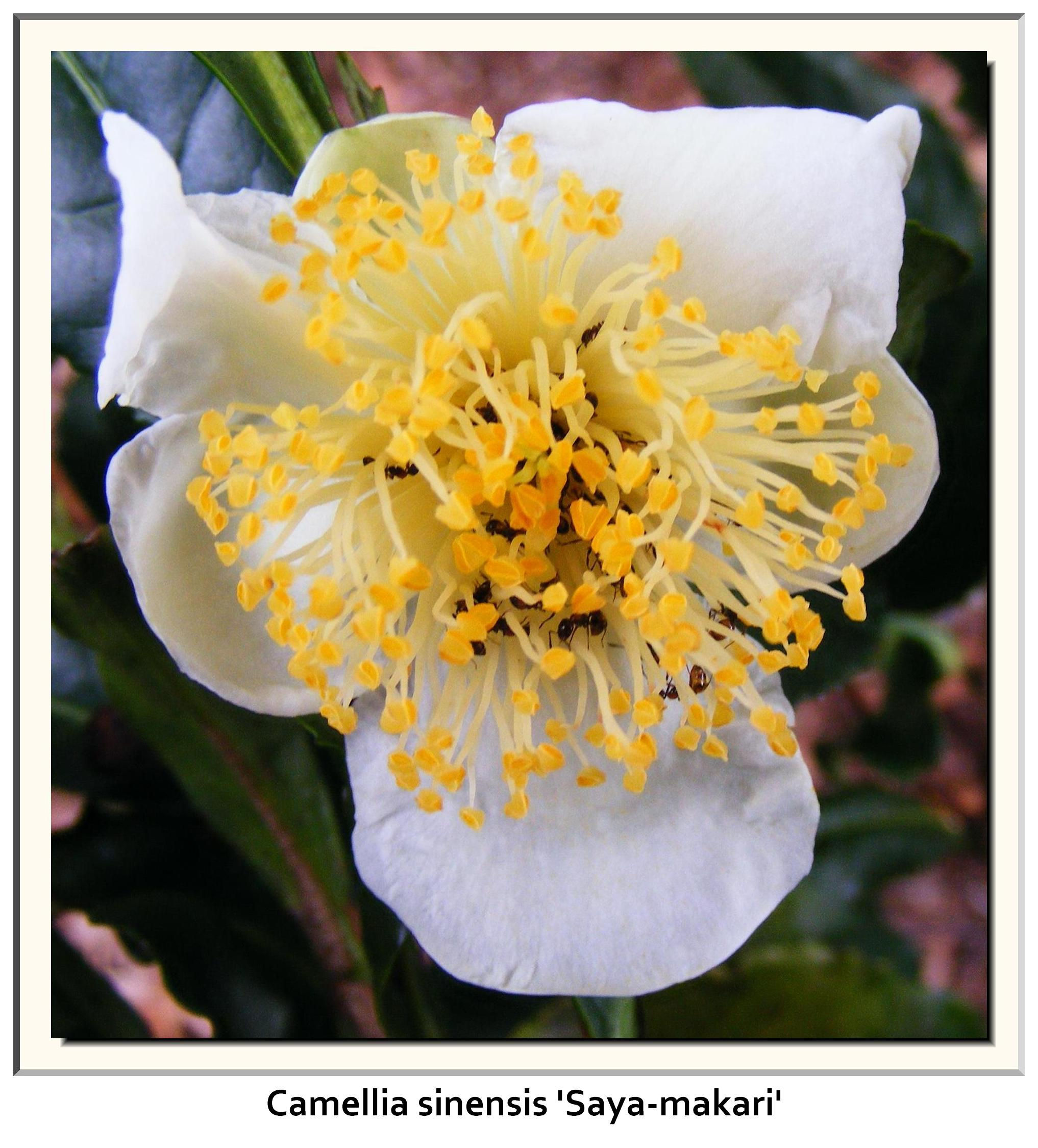 Camellia sinensis 'Sayamakari'