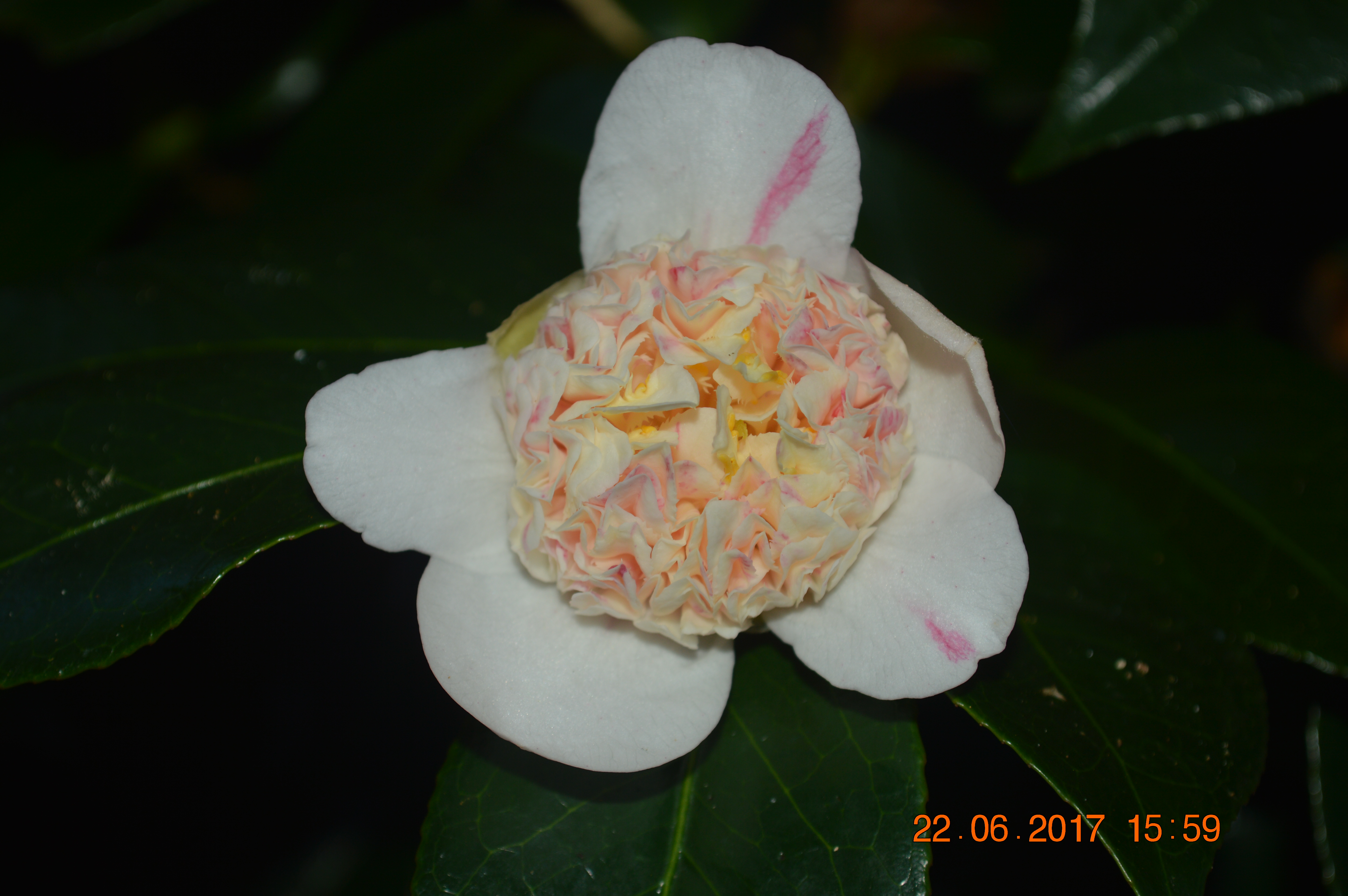 Camellia Ark Australia Incorporated