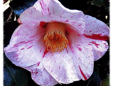 (Click image to view full size) A lovely japonica with variegated crimson white. Medium growing, upright to spreading shrubs or small tree with oval, glossy dark leaves and profuse winter to spring blooming flowers. A very hardy and vigorous growth habit f