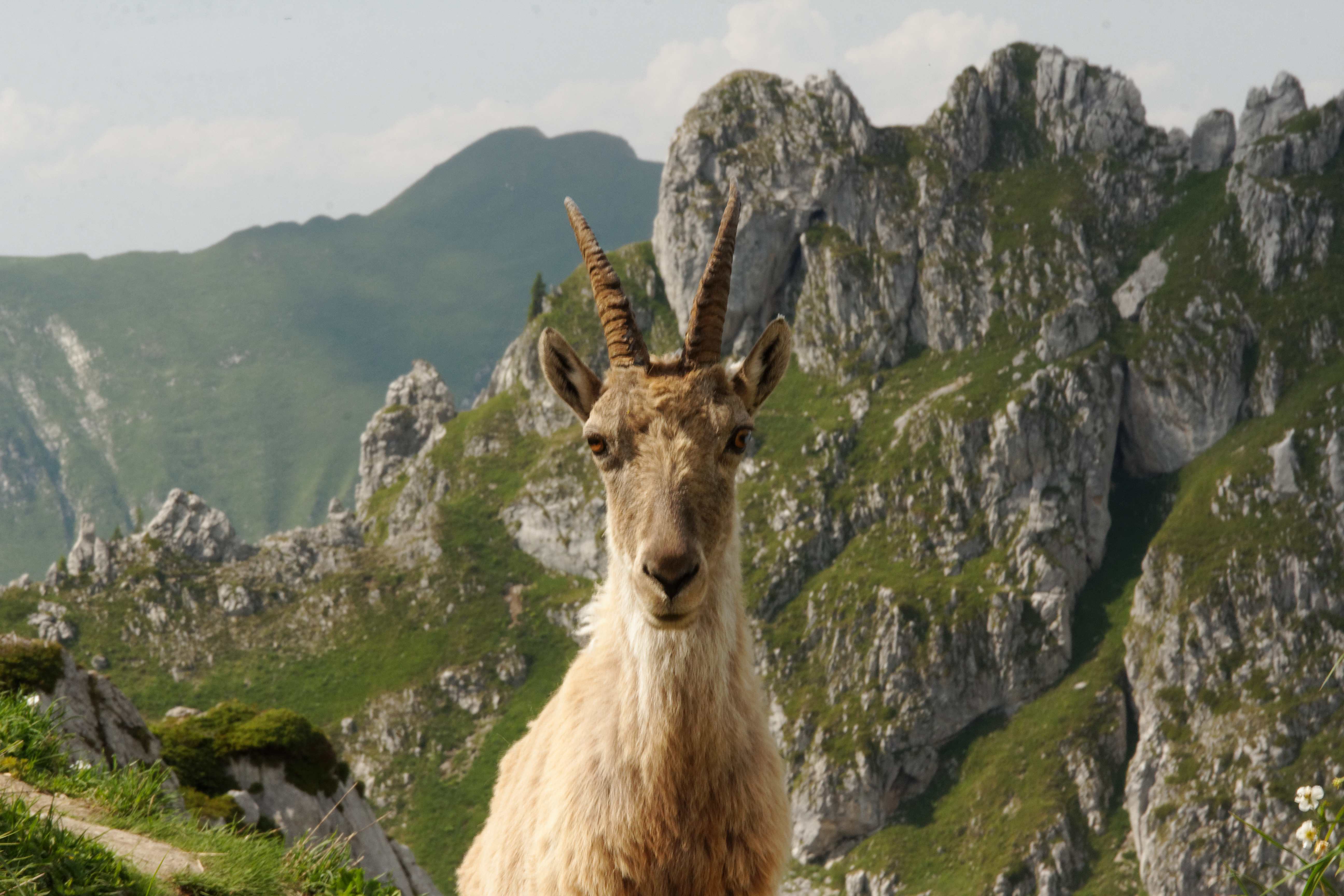 col de Bise