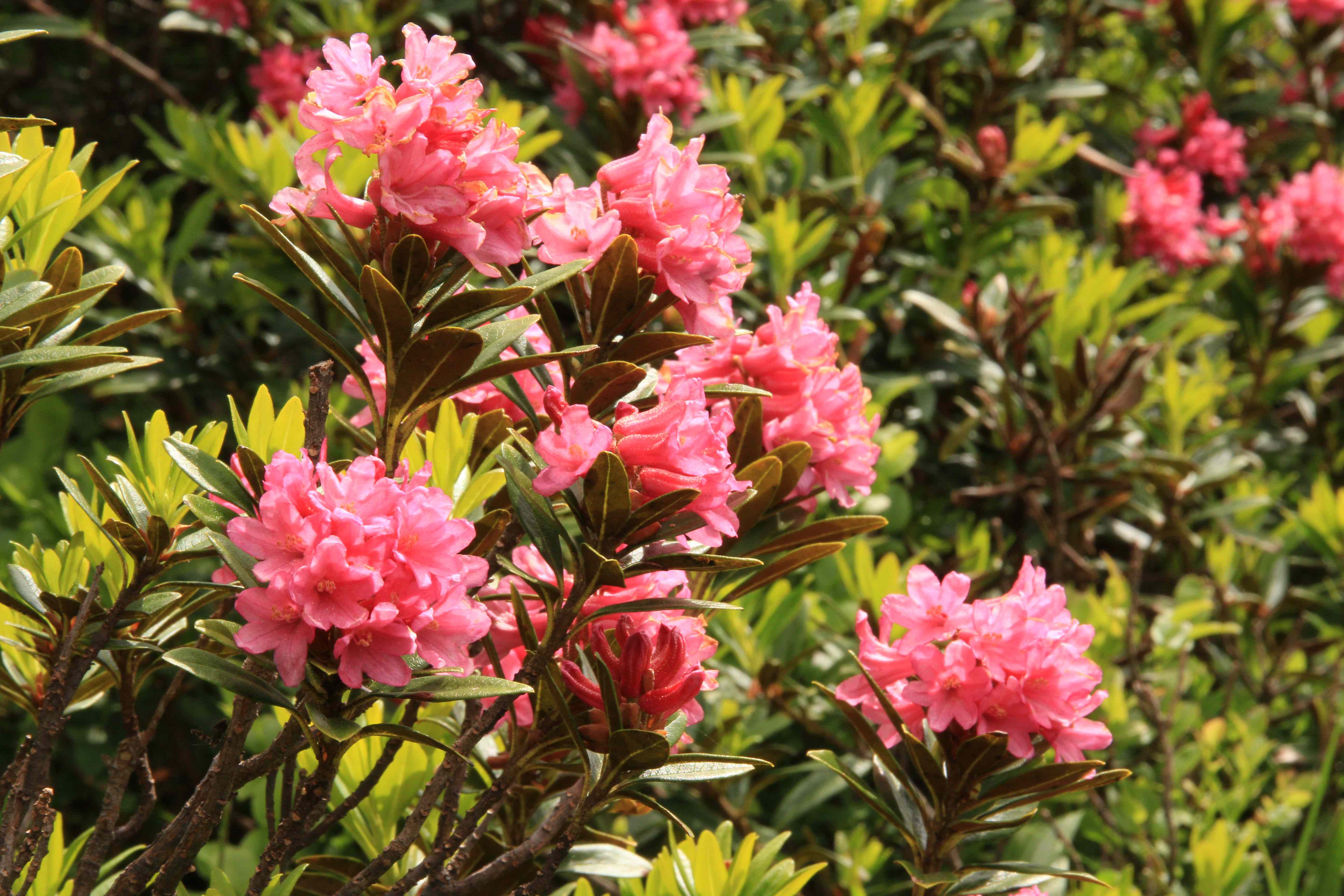 Rhododendrons