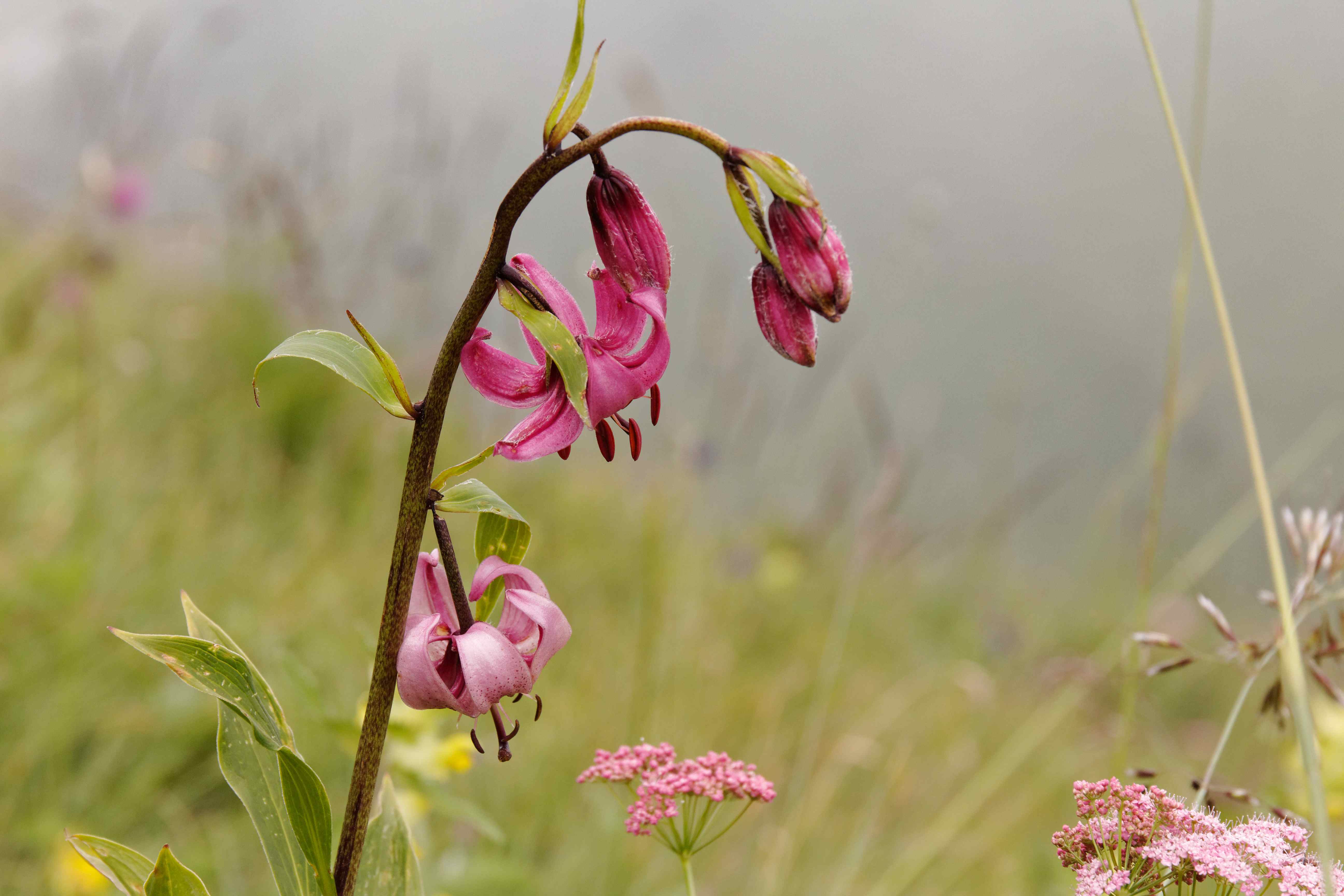 lys Martagon