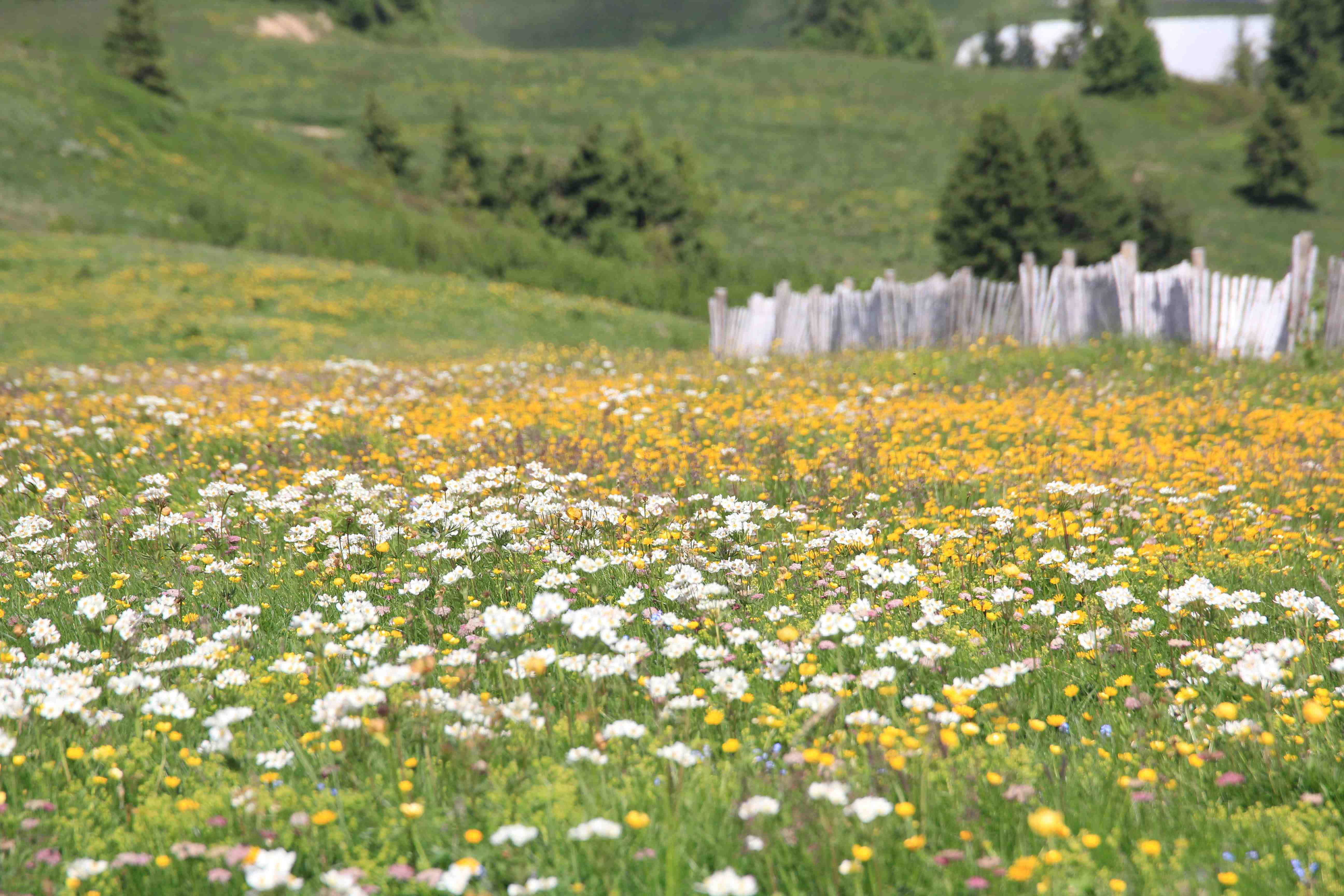 flore d'alpage