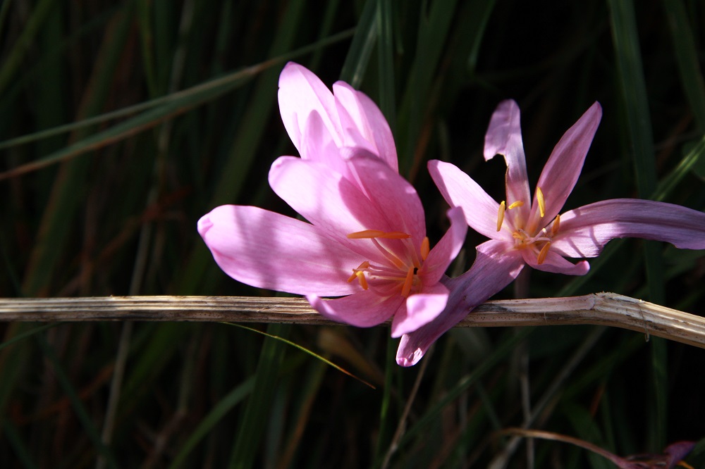 Flore d'automne