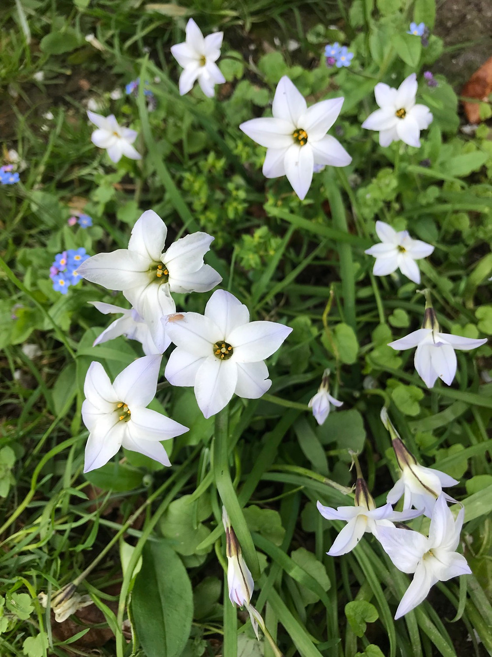 Wild Flowers