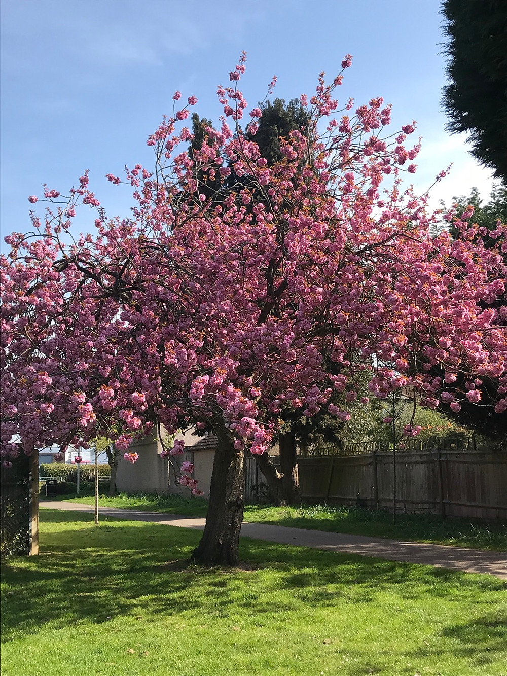 Blossom Tree