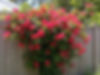 San Diego Red