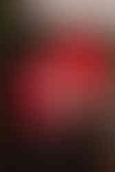 Famille décorant le sapin de Noël dans leur salon à Bourges, mini séance photo à domicile en Centre-Val de Loire, ambiance chaleureuse et festive.