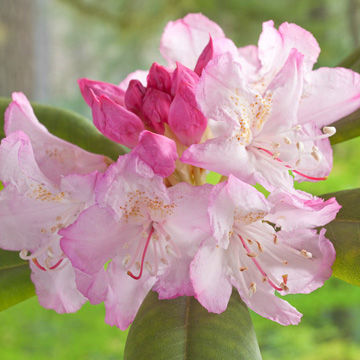 Rhododendron