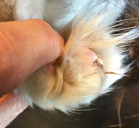 Ingrown claws nails