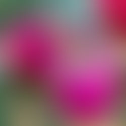 Maravillas de la Pitahaya