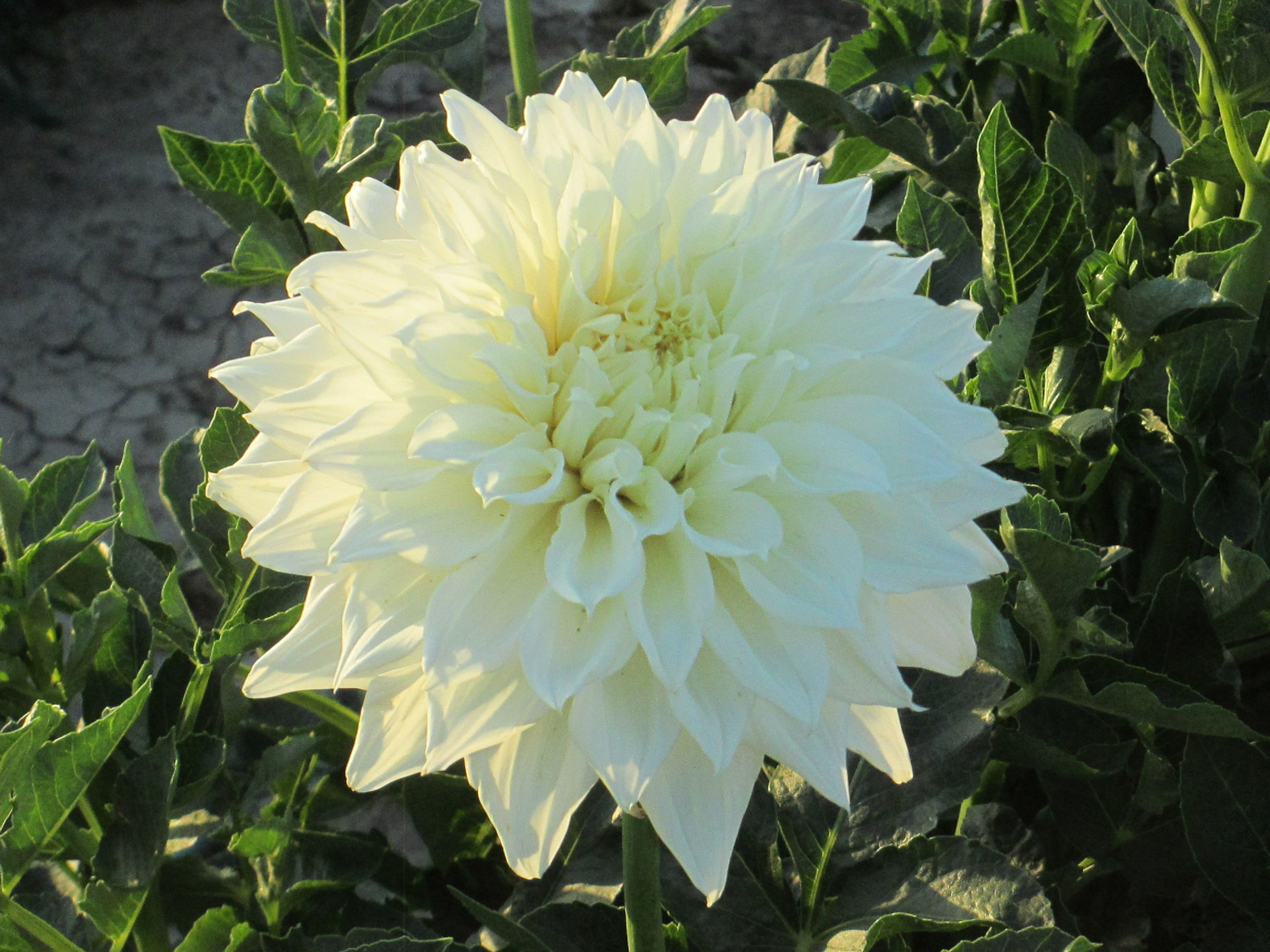 AC Casper           A-ID