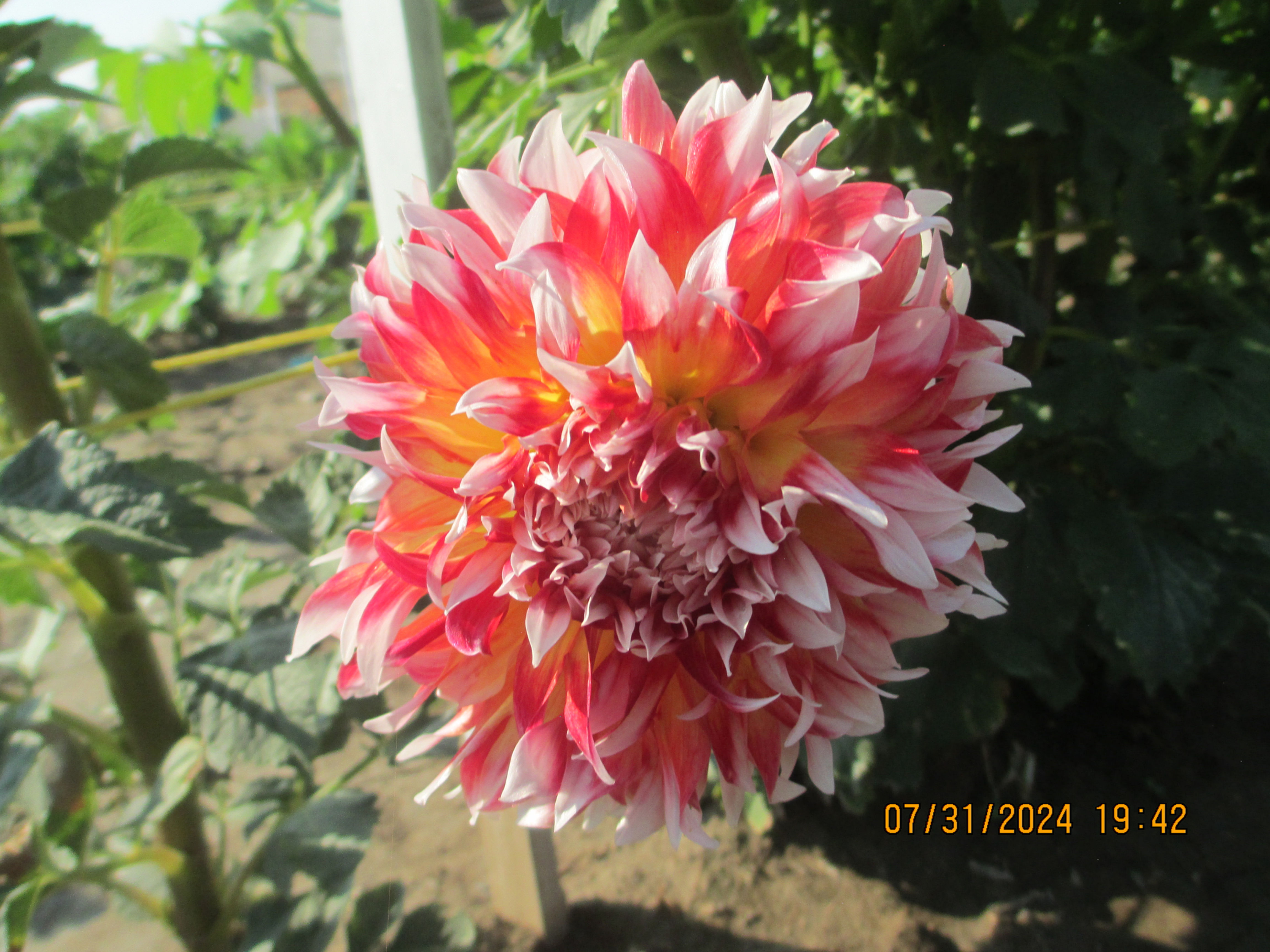 Bloomquist Amazing BB-ID