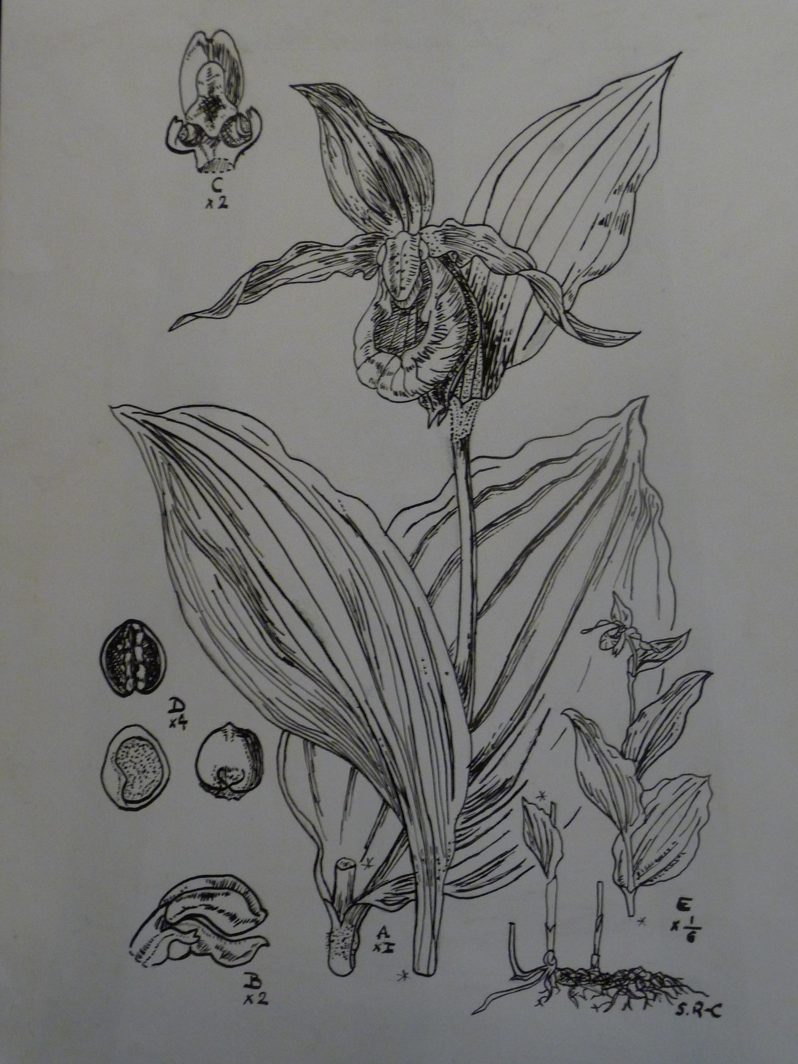 Etude de plante