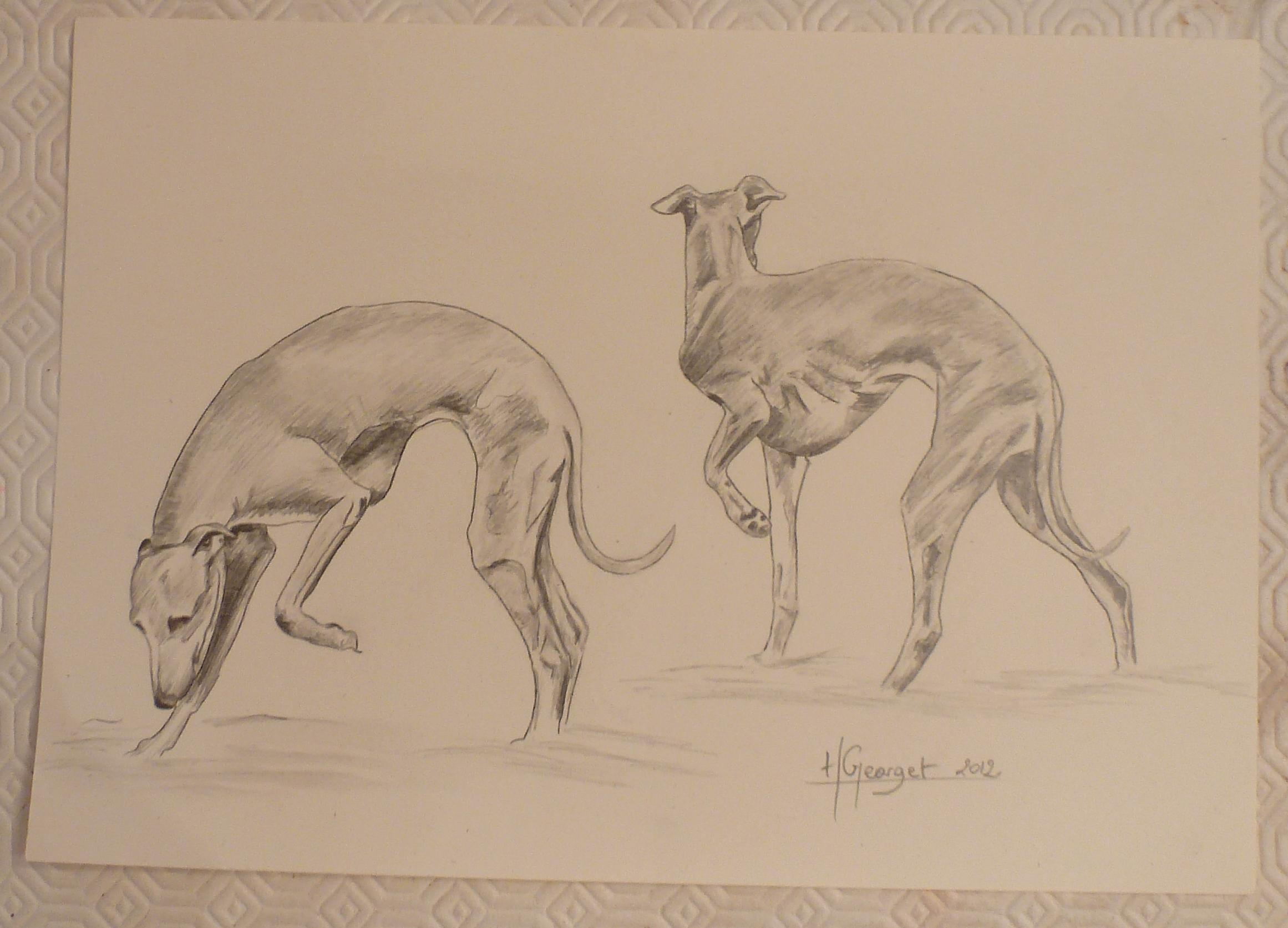 Portrait Whippet