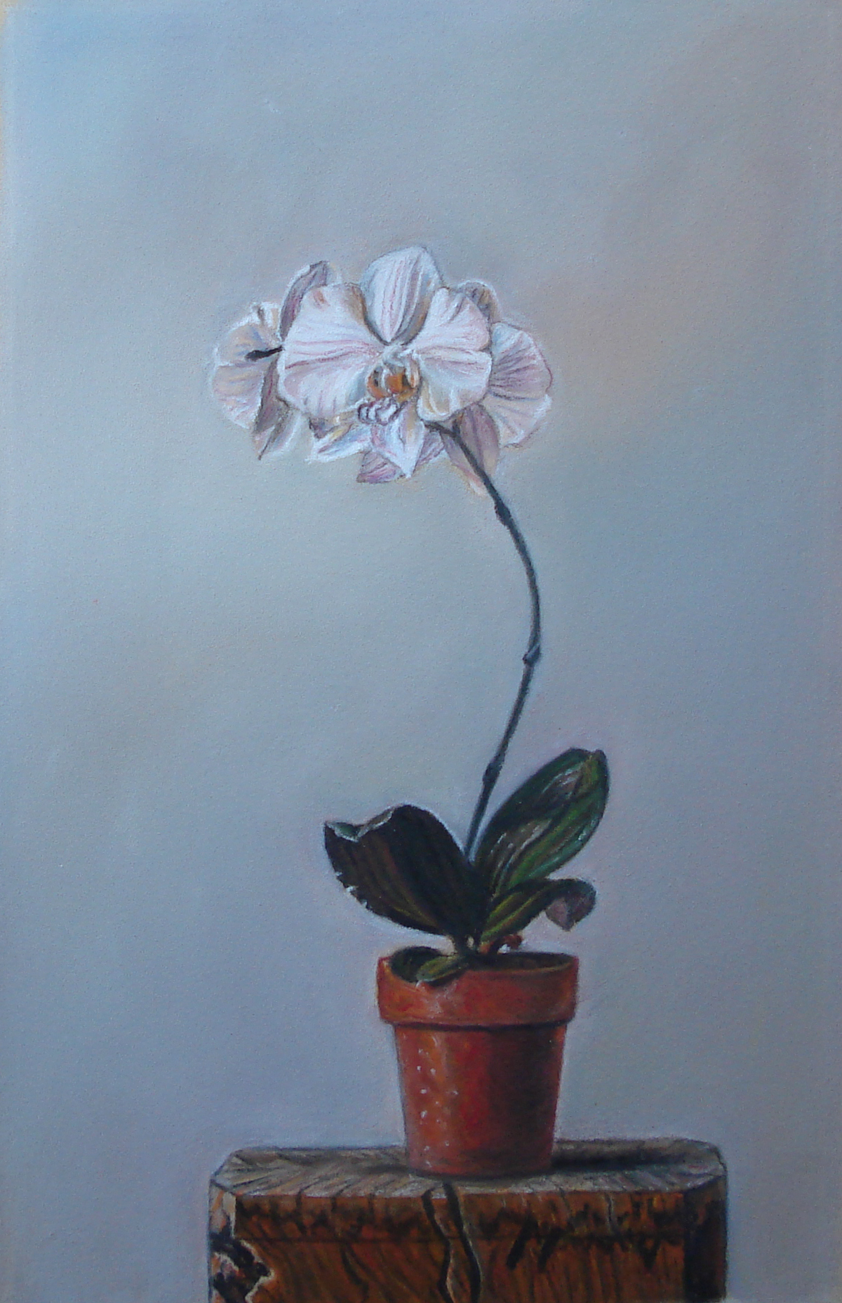 Orchidée