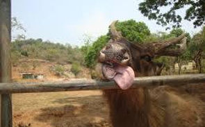 Tongue Twisters.jpg