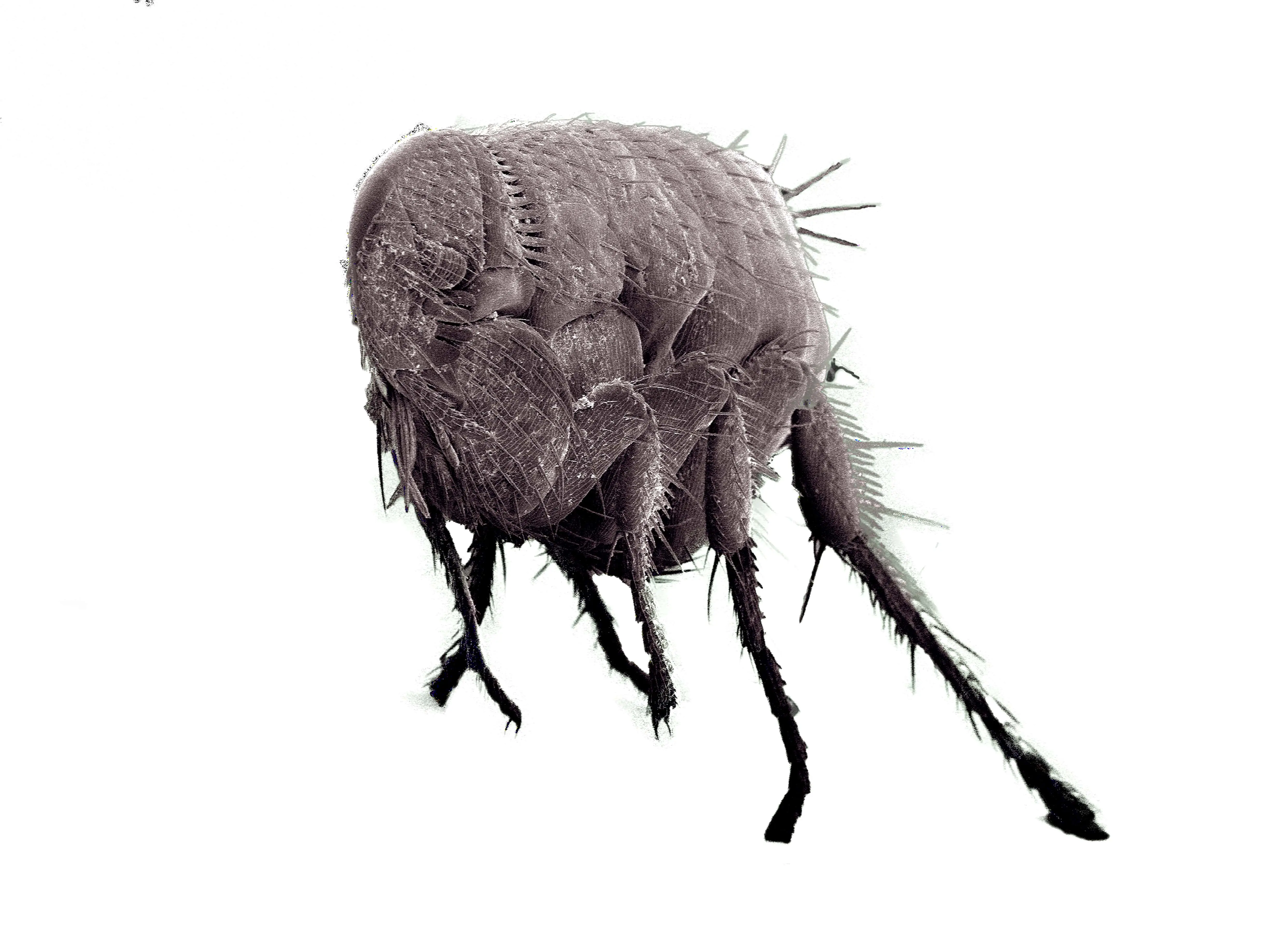 Closeup photo of a flea