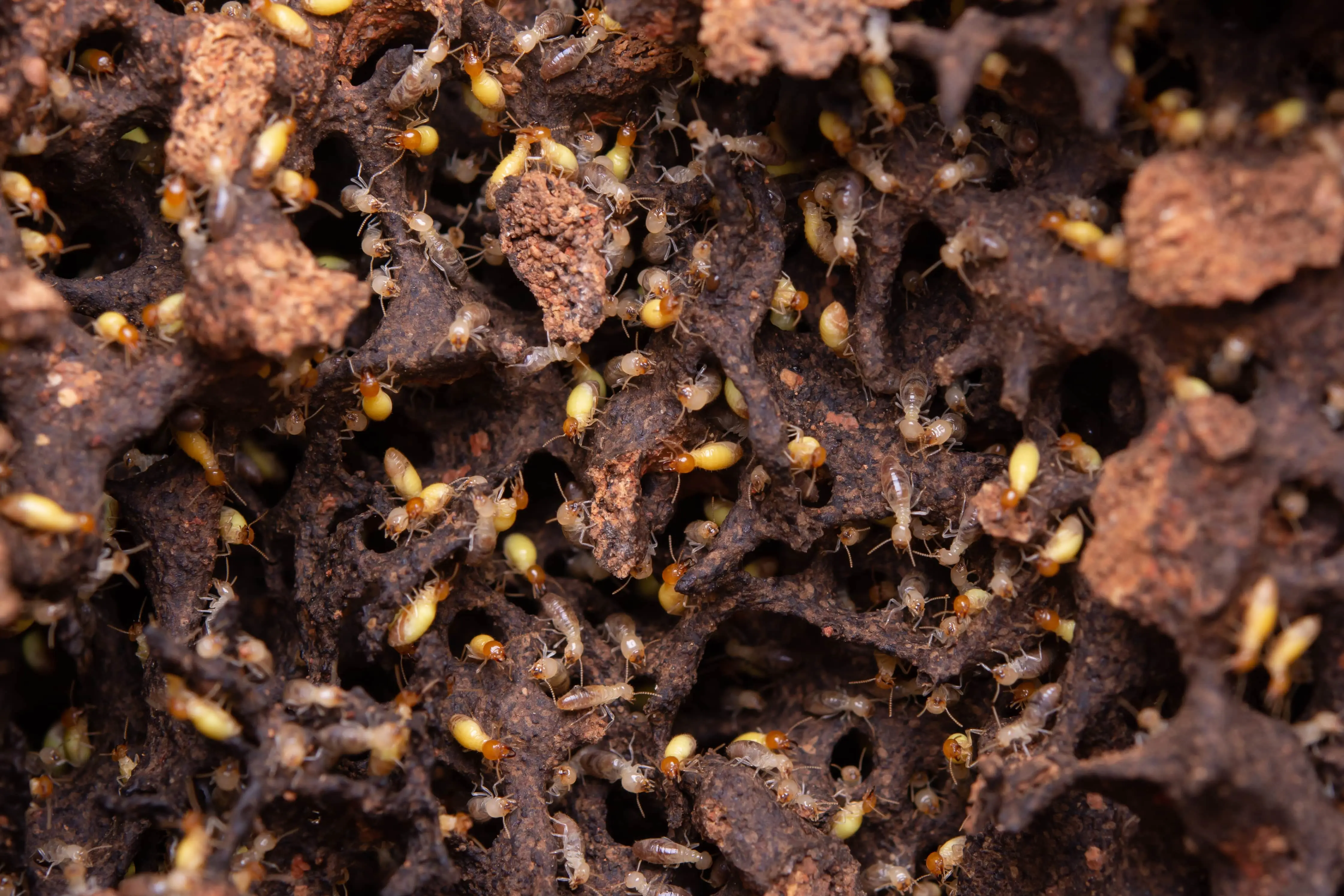 Termites eating away at a wooden plank