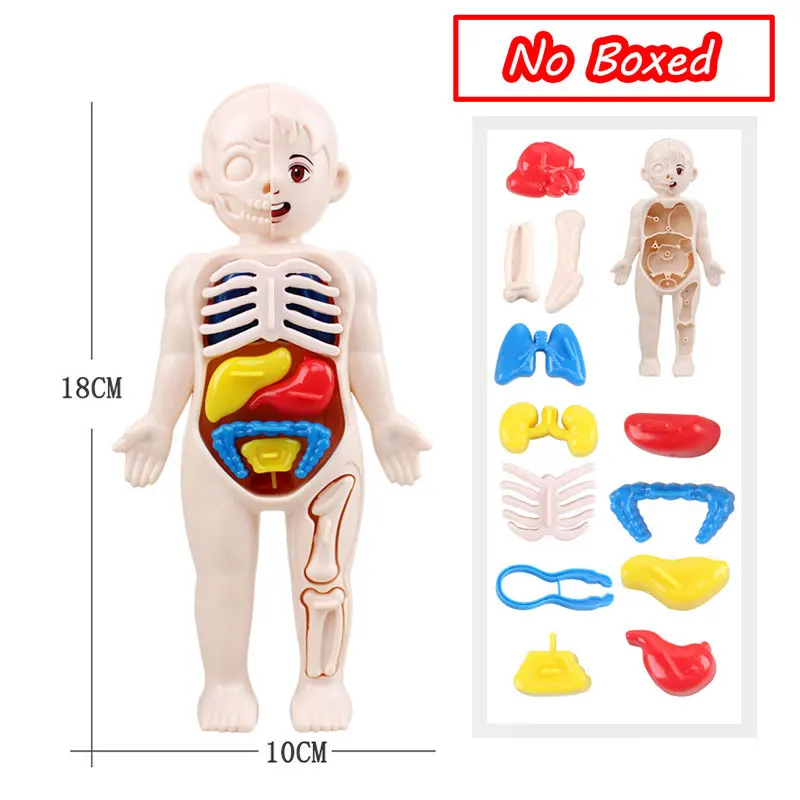 Thumbnail: 3D Human Body Torso Model Educational Assembly Learning DIY Toys Human Body Orga