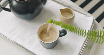 Fern