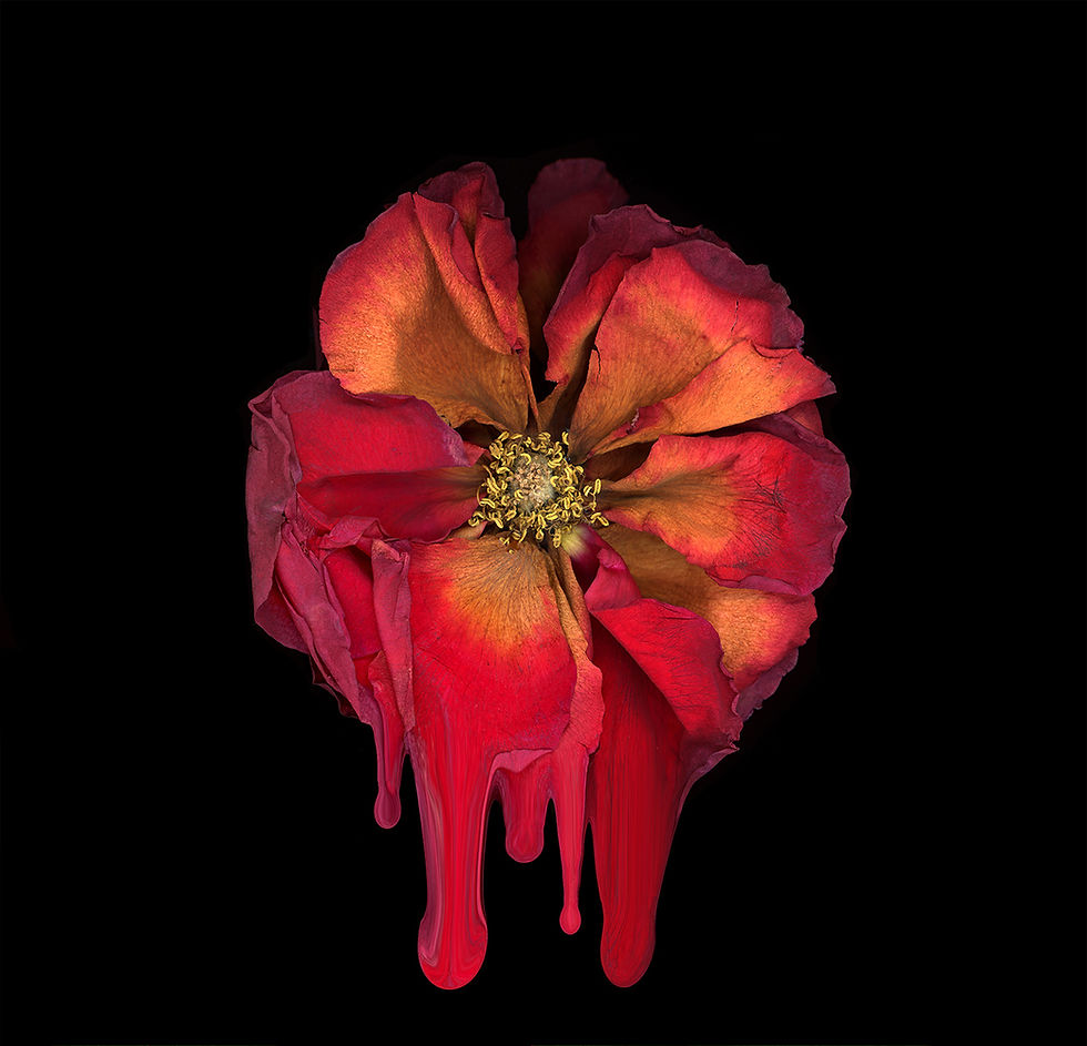 Anja Axelsson_Under a Different Sun_ The Crimson Rose.jpg