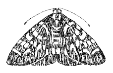 The Wild Logo_edited_edited.png