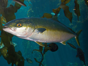Yellowtail in the kelp