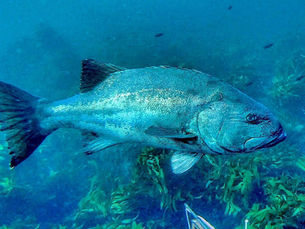 California Spearfishing Regulations 2026: The Complete Guide